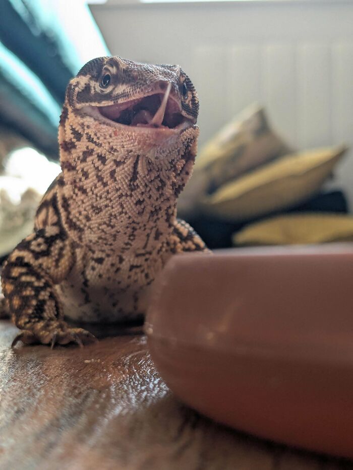 Happy lizard with open mouth near a bowl indoors