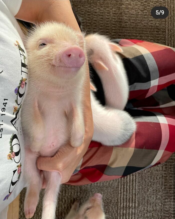 Smiling tiny piglet lying on person wearing colorful pants showing cute personality