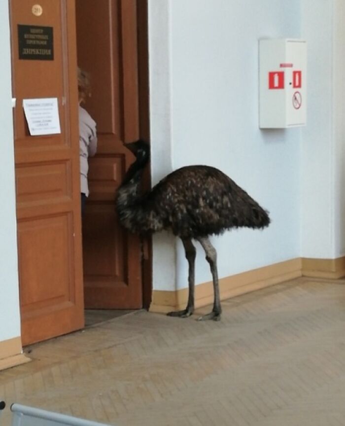 Large emu standing inside school hallway near door slightly open