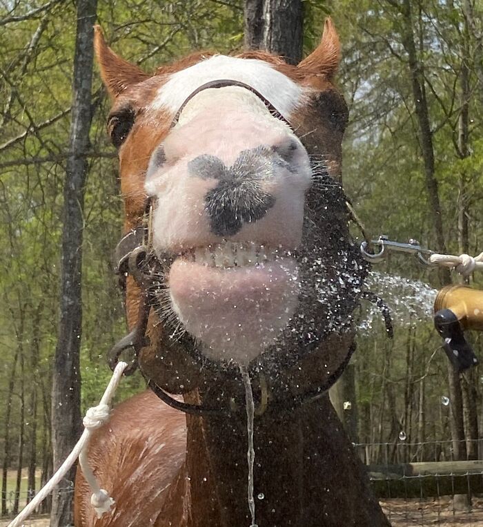 Funny horse face spraying water with teeth visible in forest setting
