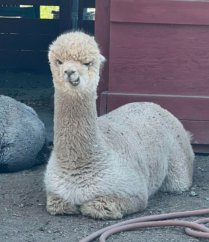 Hilarious animal face of a beige alpaca with quirky expression