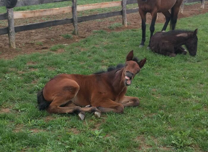 Funny animal face of a brown foal lying on grass