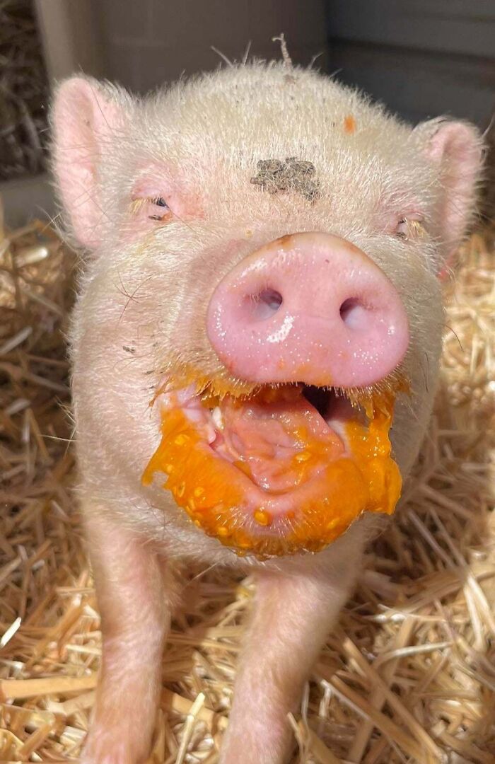 Funny animal face of pig with orange food around mouth in straw bedding