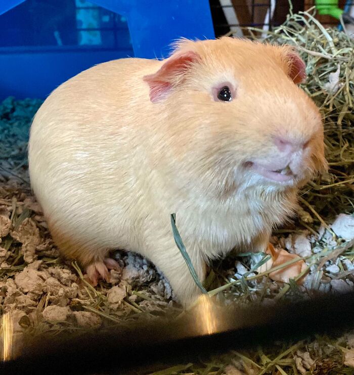 Guinea pig with funny animal face showing teeth in cage