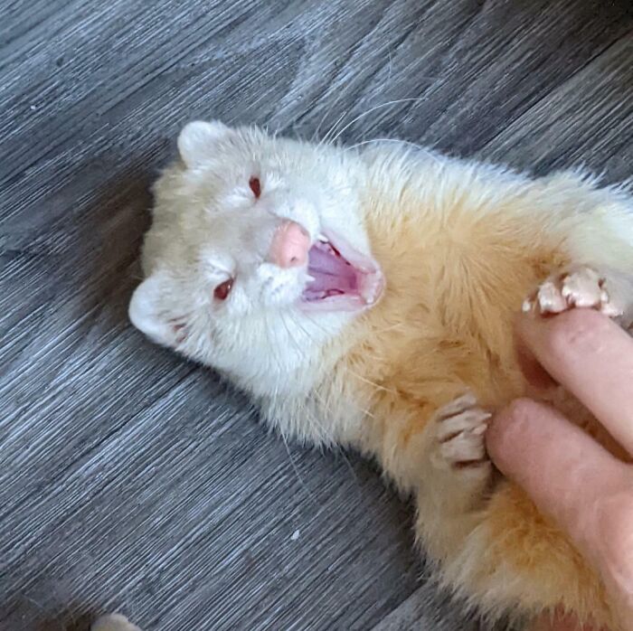 Albino ferret with a funny animal face yawning on floor