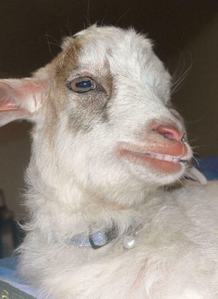 Close-up of goat making a silly face with teeth showing