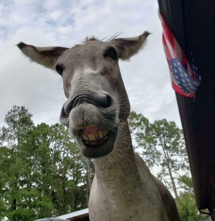 Close-up of donkey smiling with funny animal face outdoors under cloudy sky