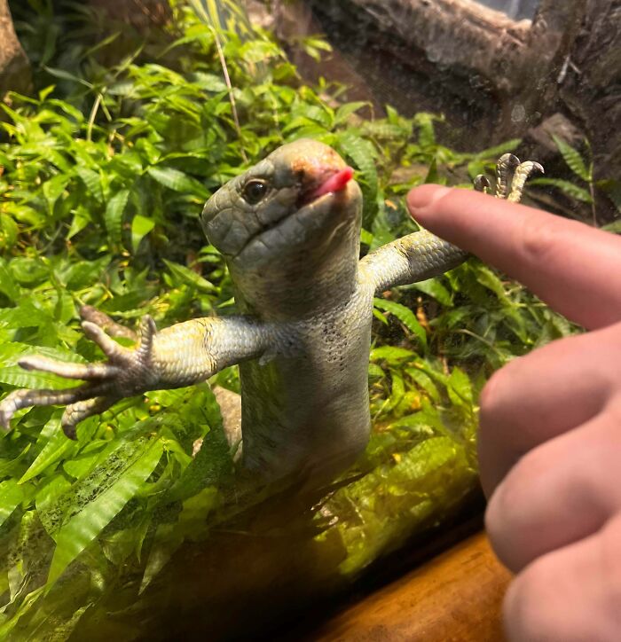 Lizard with extended tongue touching finger behind glass