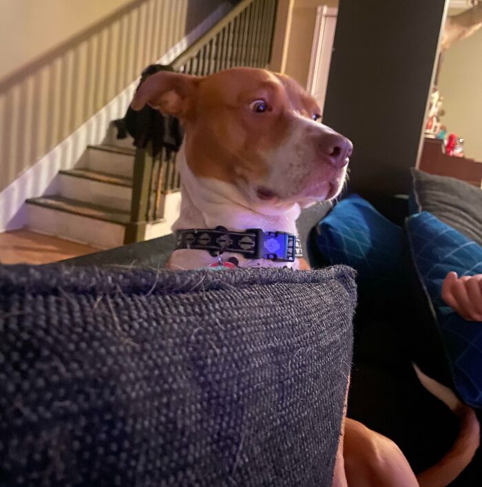 Dog with surprised expression sitting on couch indoors