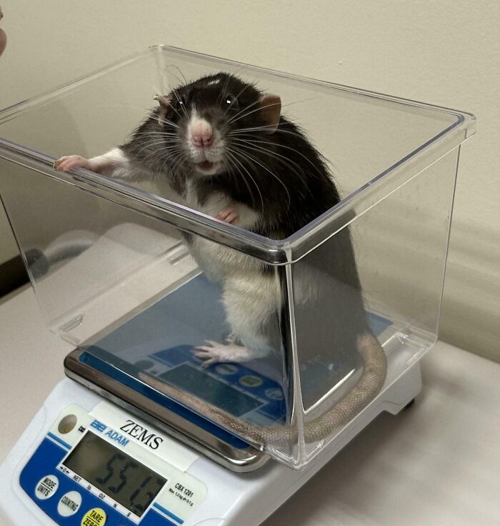 Black and white rat with curious expression on a digital scale
