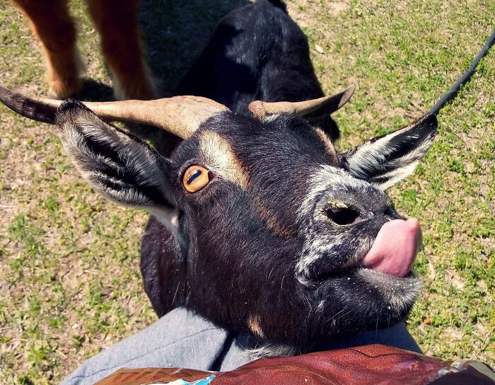 Funny animal face of a goat licking its nose outdoors