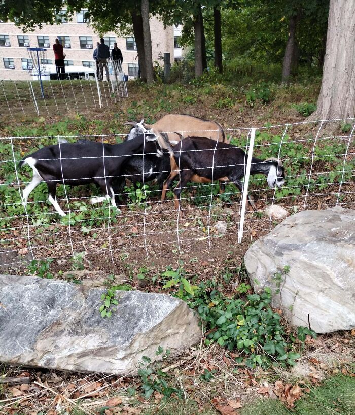 Three goats grazing behind a fence on university grounds