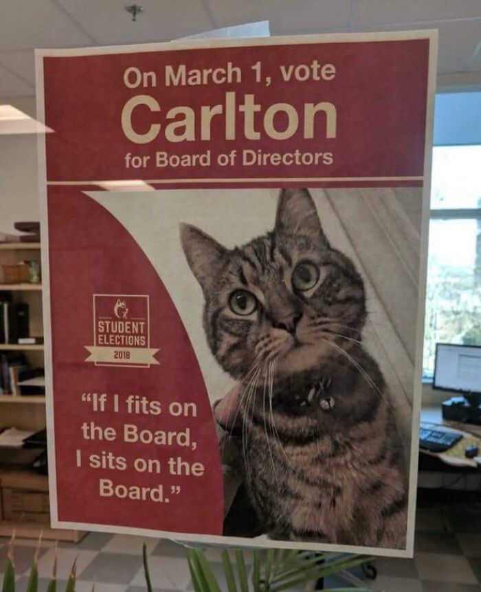 Campaign poster featuring cat for student board elections