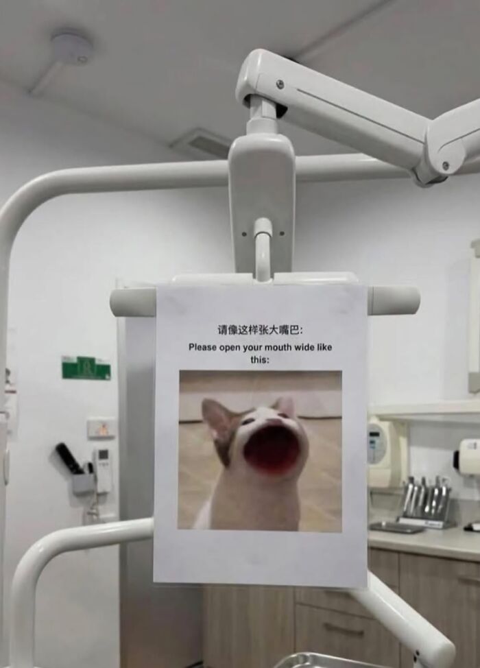 Funny dental sign showing cat opening mouth wide for patient instructions