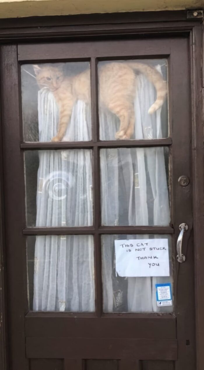 Cat stuck in window with sign clarifying it is not stuck
