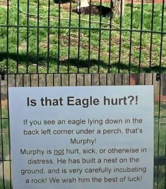 Funny sign explaining eagle Murphy is not hurt but incubating a nest