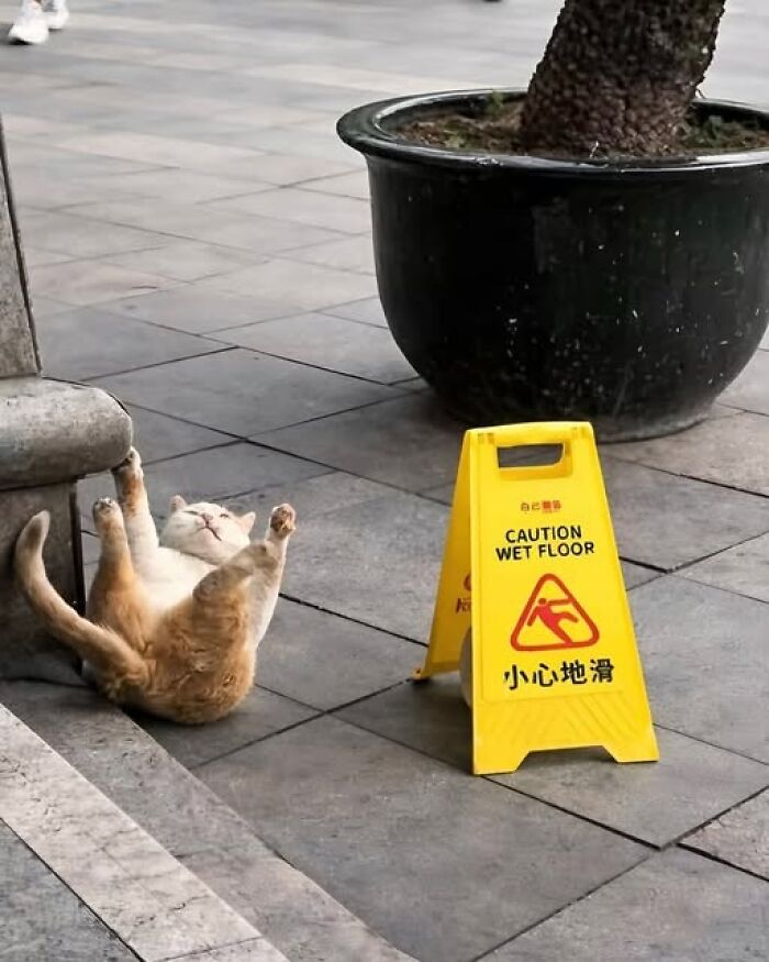 Cat lying on wet floor near caution wet floor sign