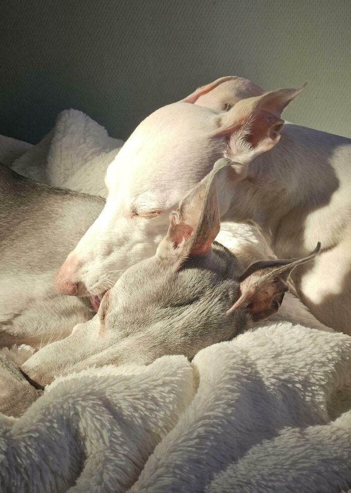 Mother And Daughter Whippets