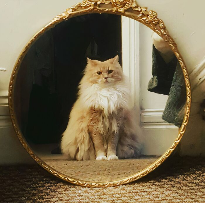 I Caught My Cat Staring At Himself In The Mirror Looking Like A Renaissance Painting