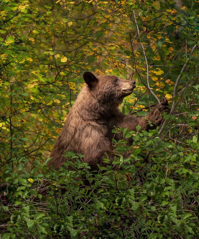 I Took A Picture Of A Bear. It Almost Looks Like A Renaissance Painting