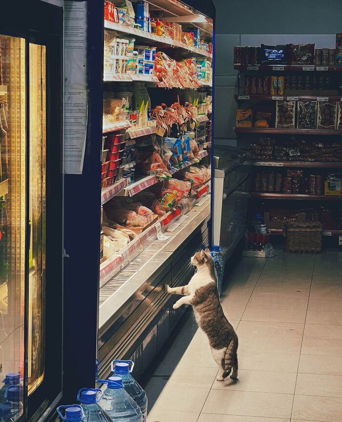 A Cat In A Supermarket
