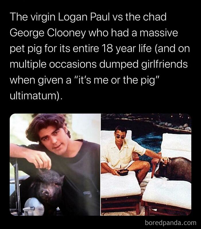 Comparison meme of Logan Paul and George Clooney with photos and pet pig story