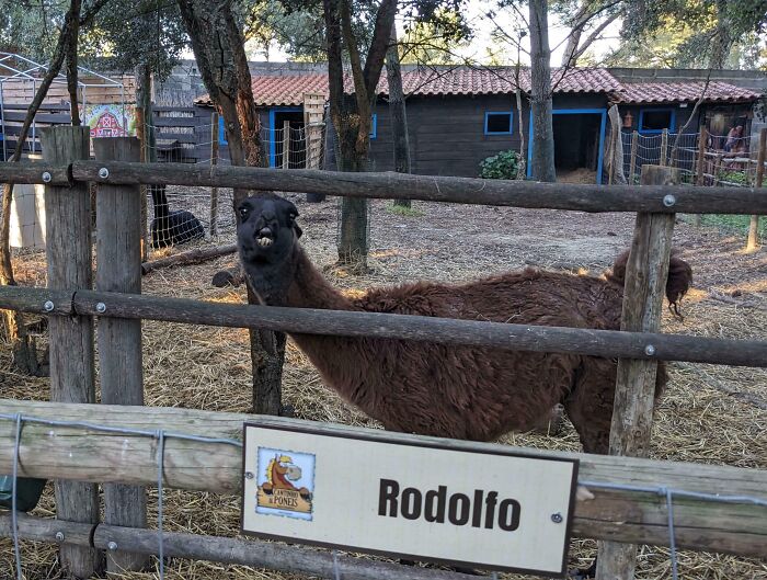 Funny animal face of llama named Rodolfo behind wooden fence in a farm setting