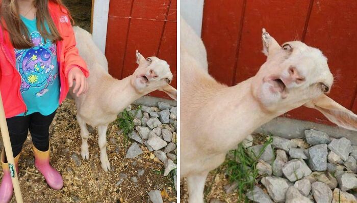 Goat making a funny face next to person and red barn