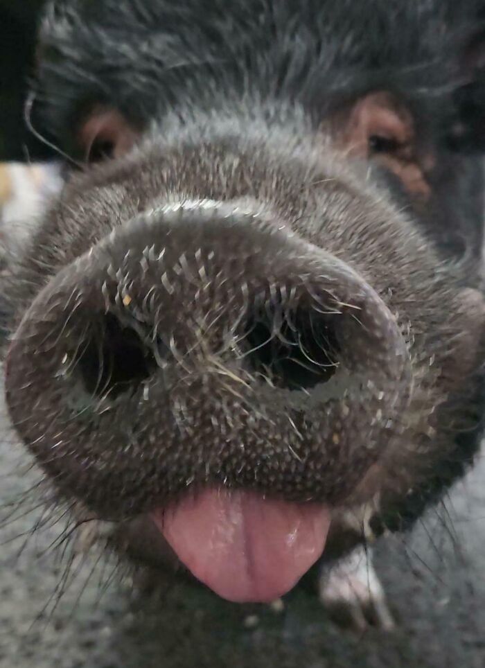 Close-up of pig snout with tongue sticking out showing funny animal face