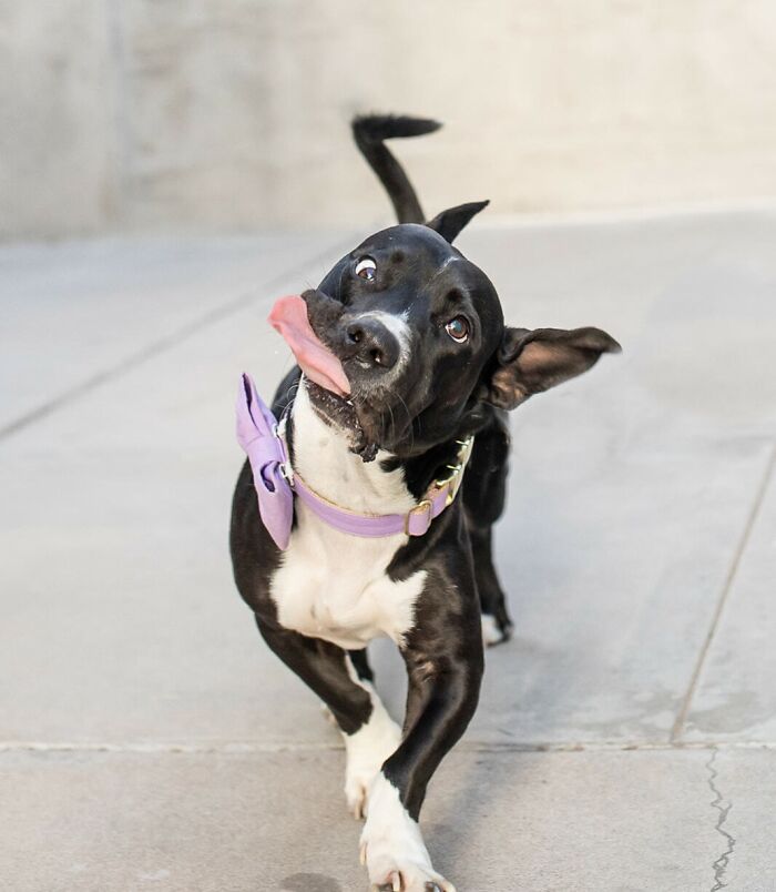 Funny dog making a silly face with tongue out showing playful animal personality