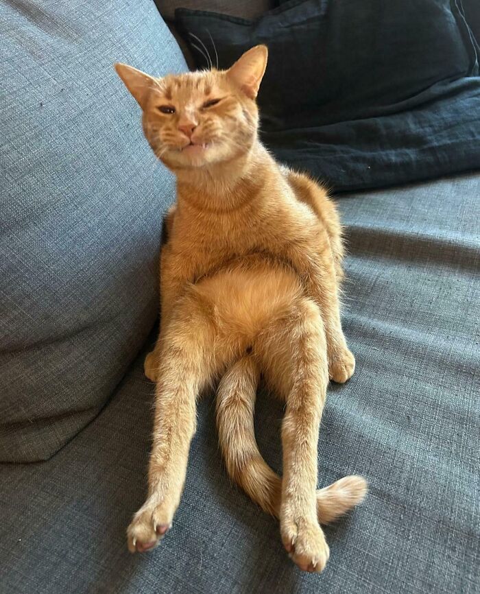 Ginger cat sitting upright on sofa with a cheeky funny facial expression