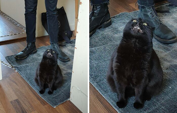 Chubby black cat with a fierce funny face near people's feet indoors