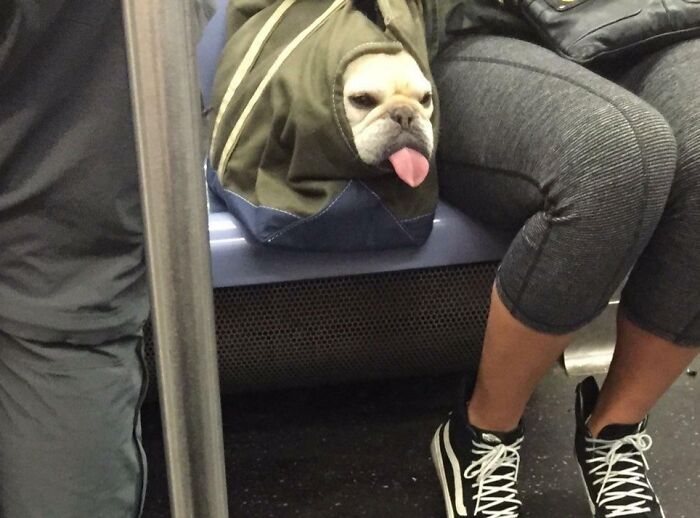 Bulldog with tongue sticking out inside a backpack on public transportation