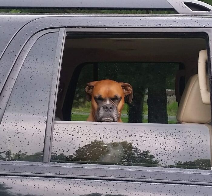 Boxer dog with a grumpy face looking out car window on a rainy day