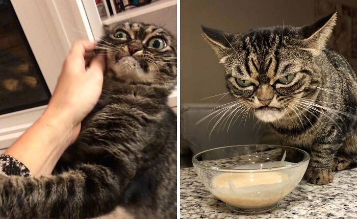 Grumpy tabby cat with big eyes and angry face beside food bowl