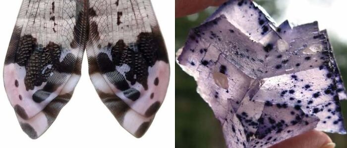 Nature’s Overlooked Patterns Anna Reikher