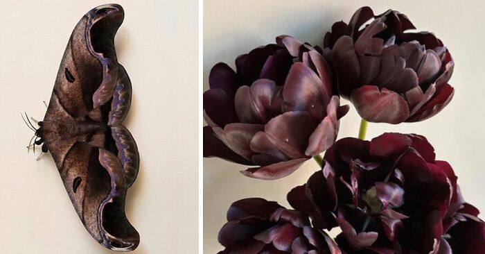Nature’s Overlooked Patterns Anna Reikher