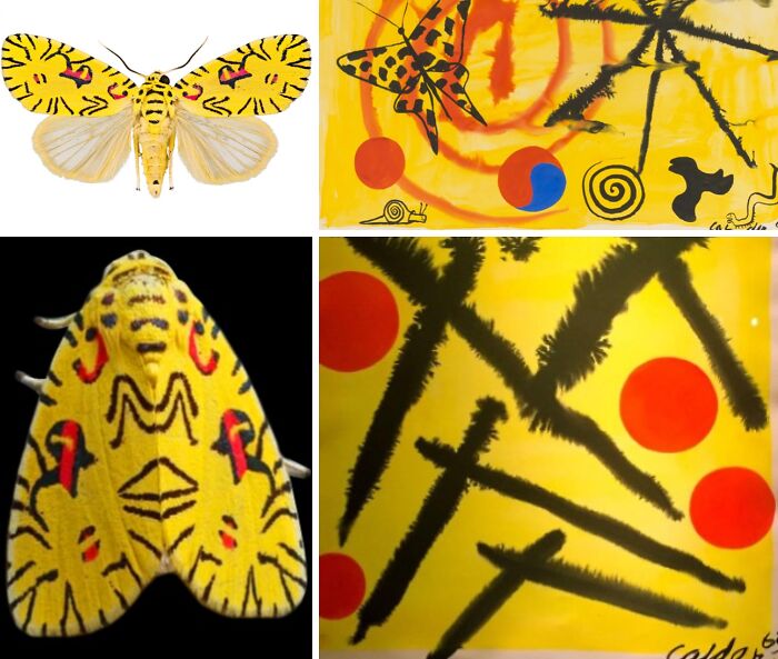 Nature’s Overlooked Patterns Anna Reikher