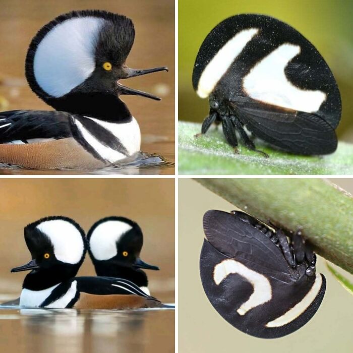 Nature’s Overlooked Patterns Anna Reikher