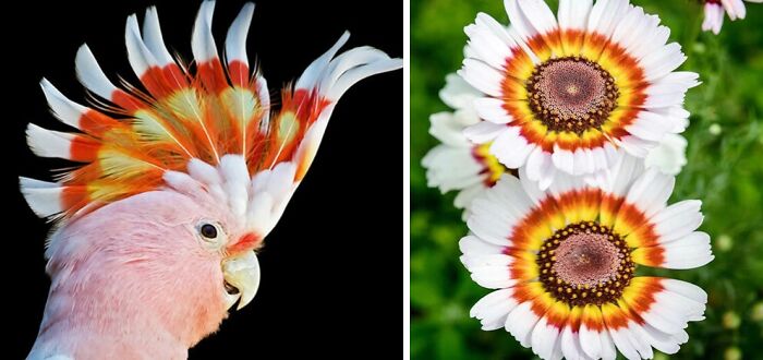 Nature’s Overlooked Patterns Anna Reikher