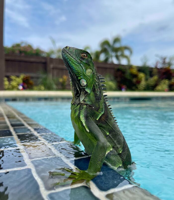Green iguana with detailed scales posing by pool