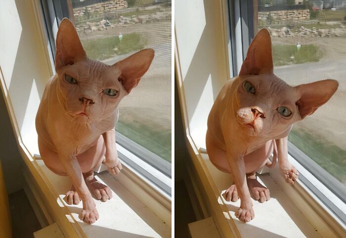 Sphinx cat with humorous expressions sitting by window in sunlight