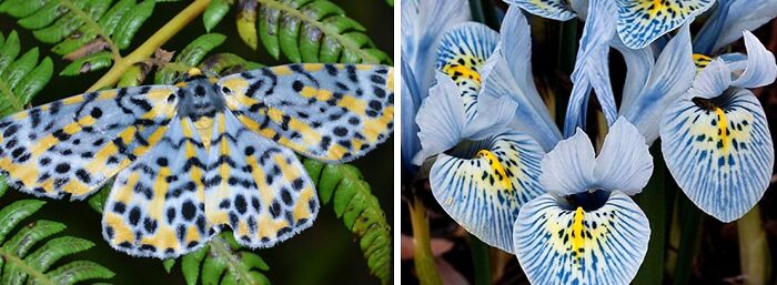 Nature’s Overlooked Patterns Anna Reikher