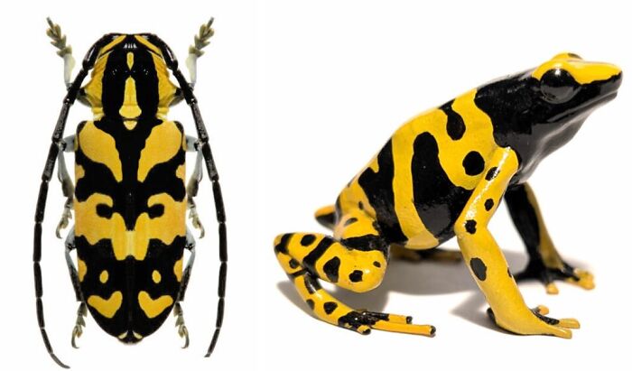 Nature’s Overlooked Patterns Anna Reikher