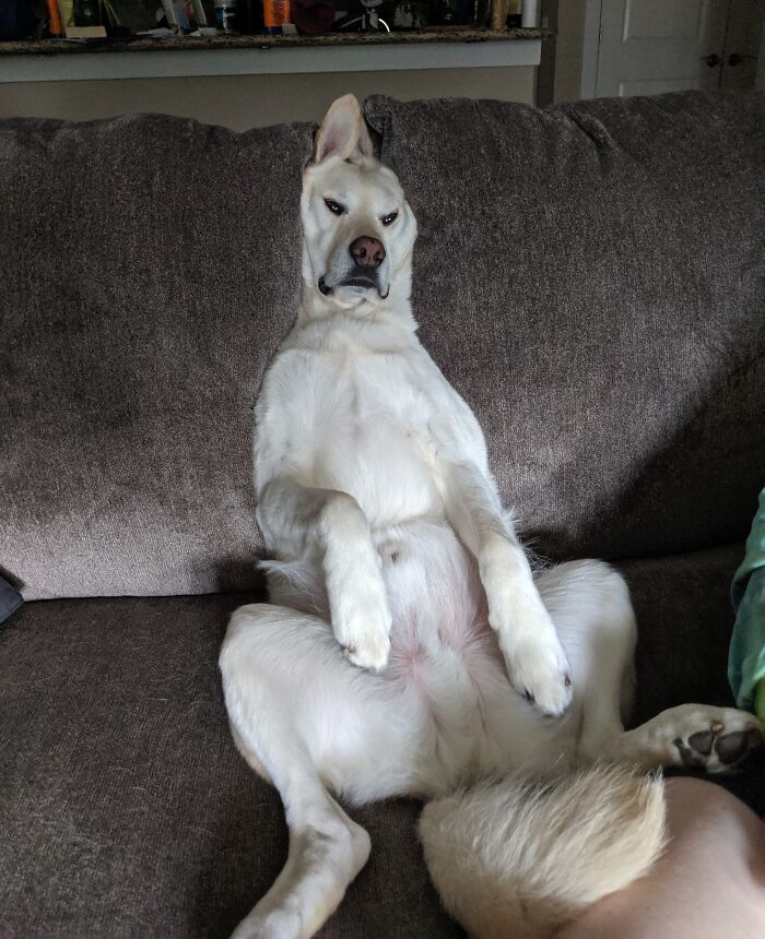 Dog sitting upright on couch with funny serious expression