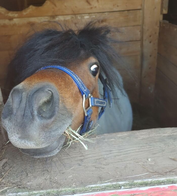 Funny horse face with wide eyes and blue halter eating hay in stable