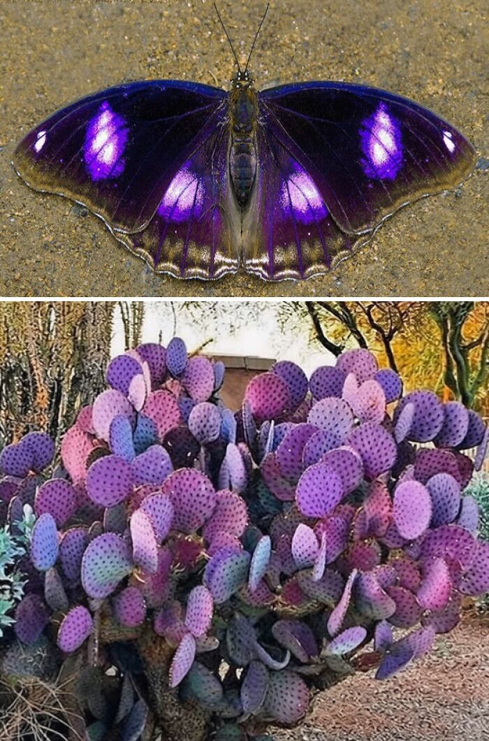 Nature’s Overlooked Patterns Anna Reikher