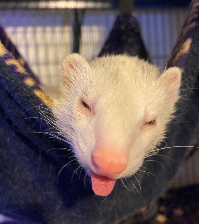Ferret making silly face with tongue out inside a hammock