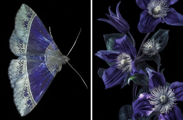 Nature’s Overlooked Patterns Anna Reikher