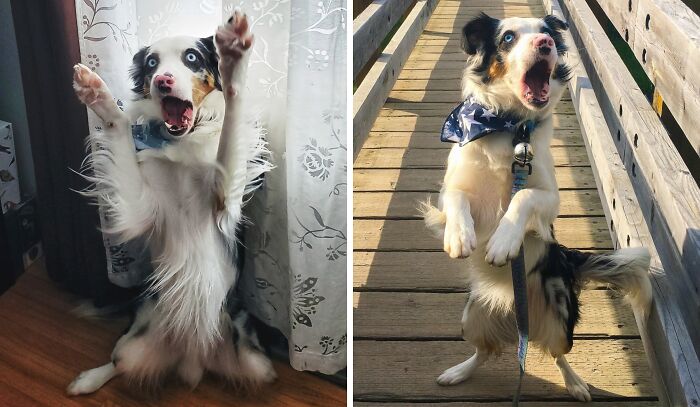Border collie dog with funny surprised expressions indoors and outdoors
